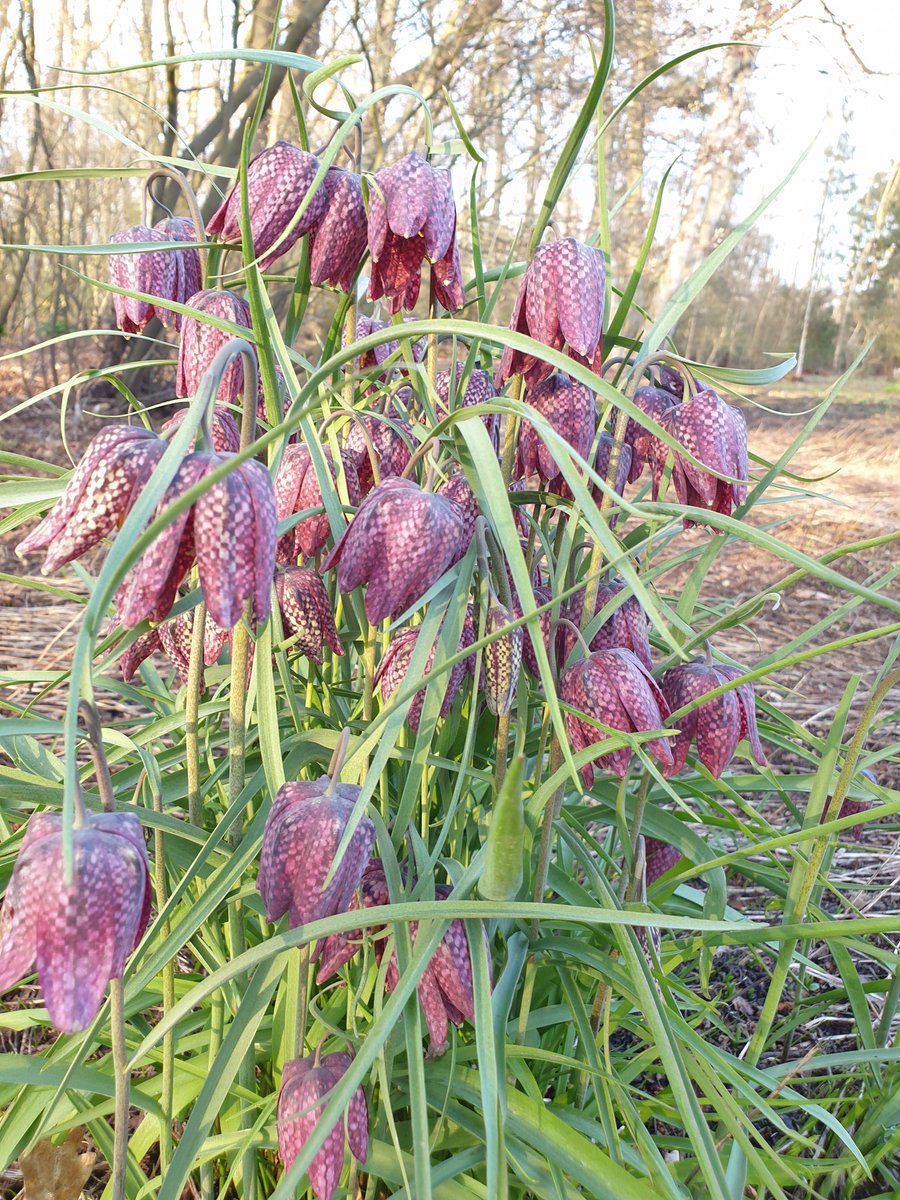 Voorjaar # kievitsbloem