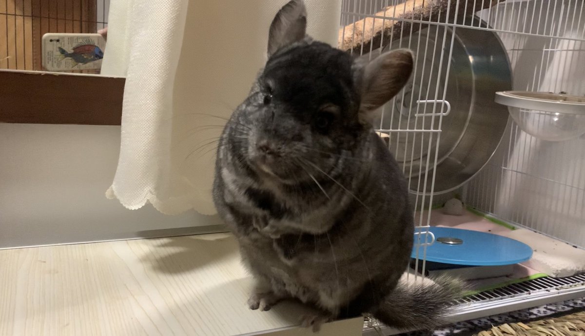 TeethyFish's tweet photo. Please enjoy my chinchilla his name is Butthole

I know ive been dead for a year shh https://t.co/2nwlCLBvnf