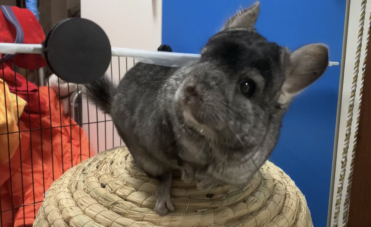 TeethyFish's tweet photo. Please enjoy my chinchilla his name is Butthole

I know ive been dead for a year shh https://t.co/2nwlCLBvnf