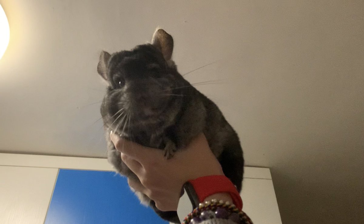 TeethyFish's tweet photo. Please enjoy my chinchilla his name is Butthole

I know ive been dead for a year shh https://t.co/2nwlCLBvnf