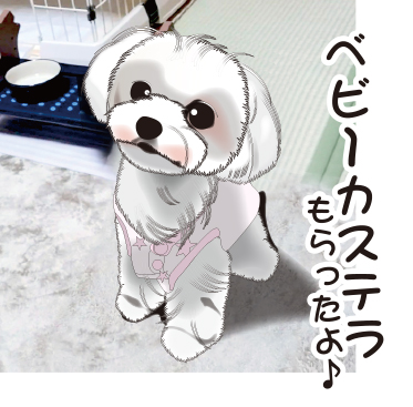 マルチーズのtwitterイラスト検索結果 マルチーズのtwitterイラスト検索結果