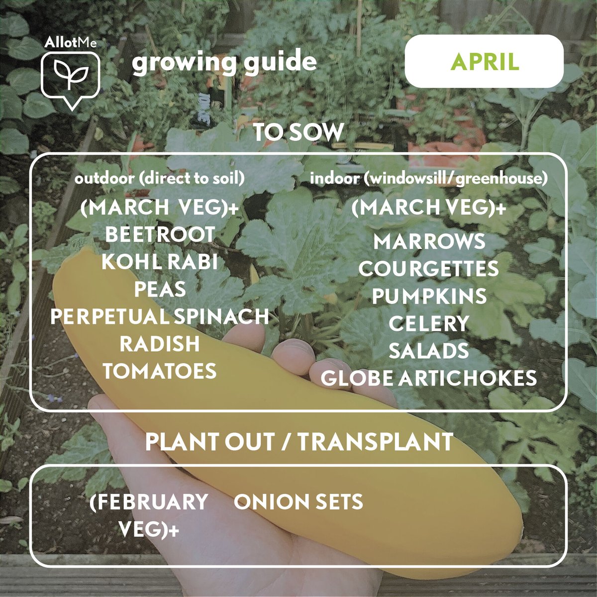 AllotMe_UK's tweet photo. It's April and Spring is here! Check out our monthly GrowGuide for what fruit and veg to sow this month. Plenty to get your greenfingers into! 🌱 🌿 🍅 🥗
#growyourown #allotmentgarden #april #growguide #urbangarden #plantsofinstagram #allotme #sustainablefood #veg #allotment https://t.co/XtMAdzuCWE