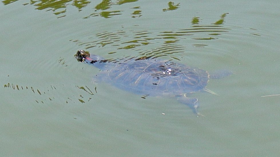 j_armando_gz's tweet photo. #Chapultepec #MiguelHidalgo #CDMX #Turtle #Trip #SEDEMA #BosqueDeChapultepec #ChapultepecForest https://t.co/O5vdOfRd8Y