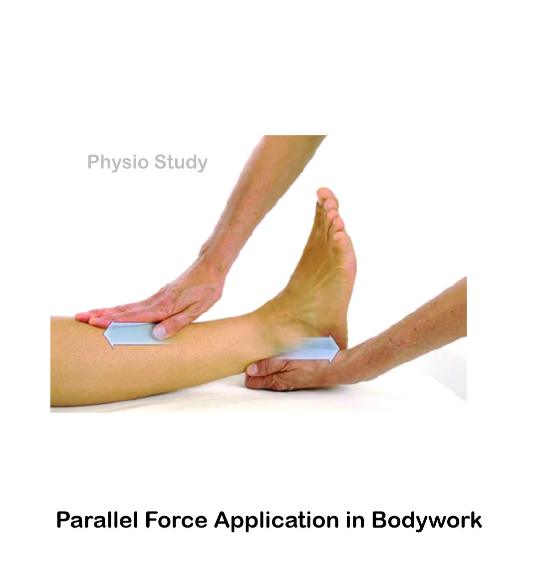 study_physio's tweet photo. Parallel force application in bodywork: The practitioner applies equal forces in opposite directions to stretch the myofascia on the shin.

#parallel #application #bodywork #practitioner #applies #equal #forces #directions #opposite #myofascia #shin https://t.co/6G34PvLU3t