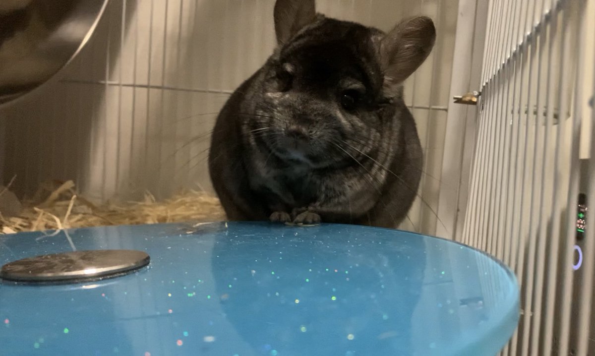 TeethyFish's tweet photo. More Butthole pics
Will this get me flagged on twitter

Also tags that I forgot last tweet
#chinchilla #Fluffy https://t.co/VTru2kCRnJ
