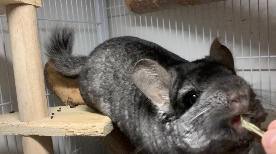 TeethyFish's tweet photo. More Butthole pics
Will this get me flagged on twitter

Also tags that I forgot last tweet
#chinchilla #Fluffy https://t.co/VTru2kCRnJ