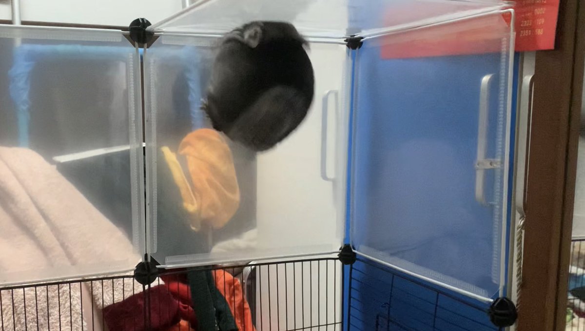 TeethyFish's tweet photo. More Butthole pics
Will this get me flagged on twitter

Also tags that I forgot last tweet
#chinchilla #Fluffy https://t.co/VTru2kCRnJ