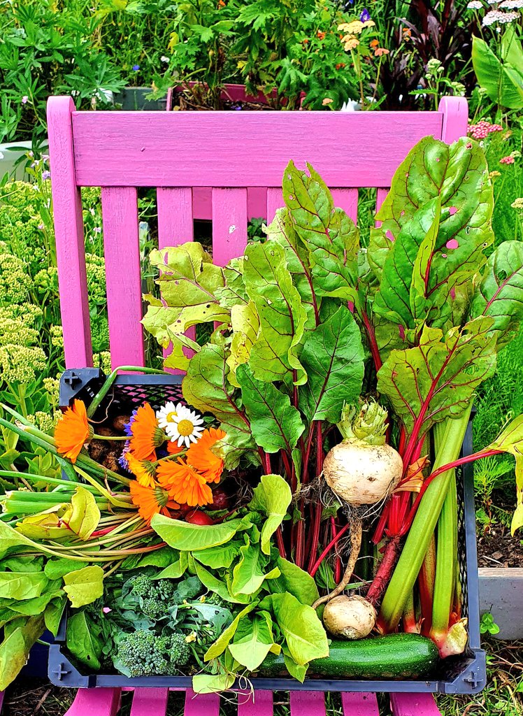 lovely_plot's tweet photo. Bonjour! ☕️
No frost but we had rain &amp; I never thought I'd say this, but I'm glad!
I love April because it's a month of crazy sowing 🤪
I'm growing lots of rainbow veggies this year: carrots, chard, beetroots,aubergines &amp; toms!
Is anyone growing anything funky?
#GardeningTwitter https://t.co/pnxP3PMcFs
