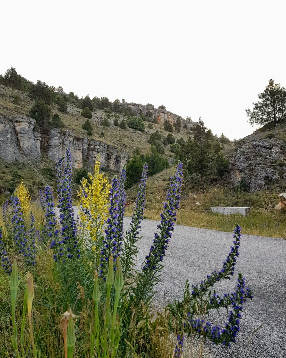 EspejonGeonatur's tweet photo. Buenas para tod@s y en especial para las #personas con #movilidad #reducida que en muchas ocasiones no pueden disfrutar de la naturaleza como les gustaría.
Tenemos una recomendación genial para ellos, se trata del #CAÑÓN DE #PALOSITOS en nuestra localidad de #Espejón. https://t.co/pyj1DcvOOX