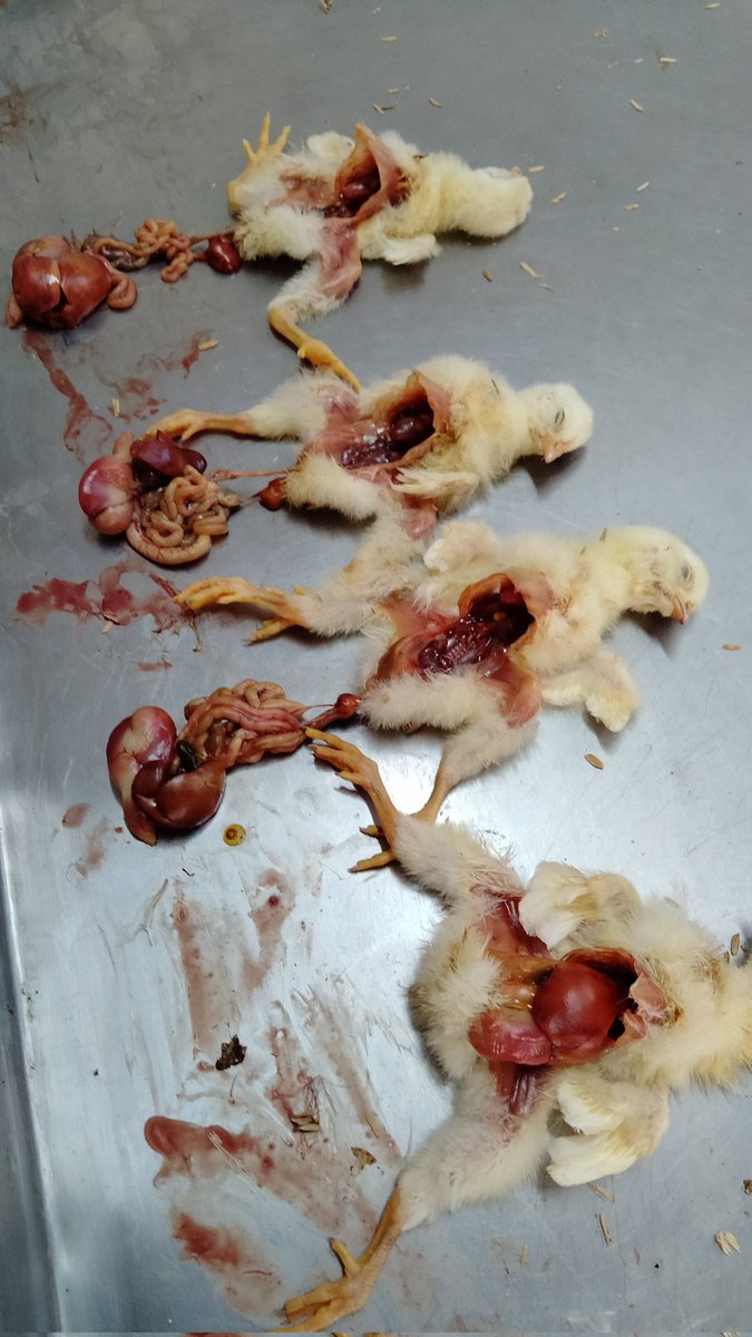 maazveterinary's tweet image. Morning Postmortem in Ramzan