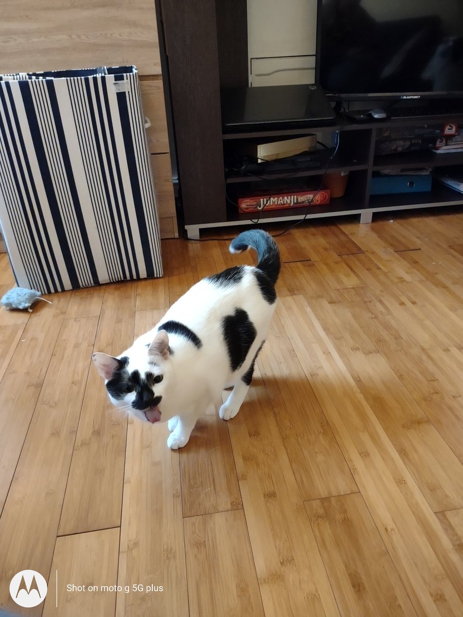 lilyrocks's tweet photo. @ellle_em Meraki eating fluff https://t.co/V5kZC8YB9u