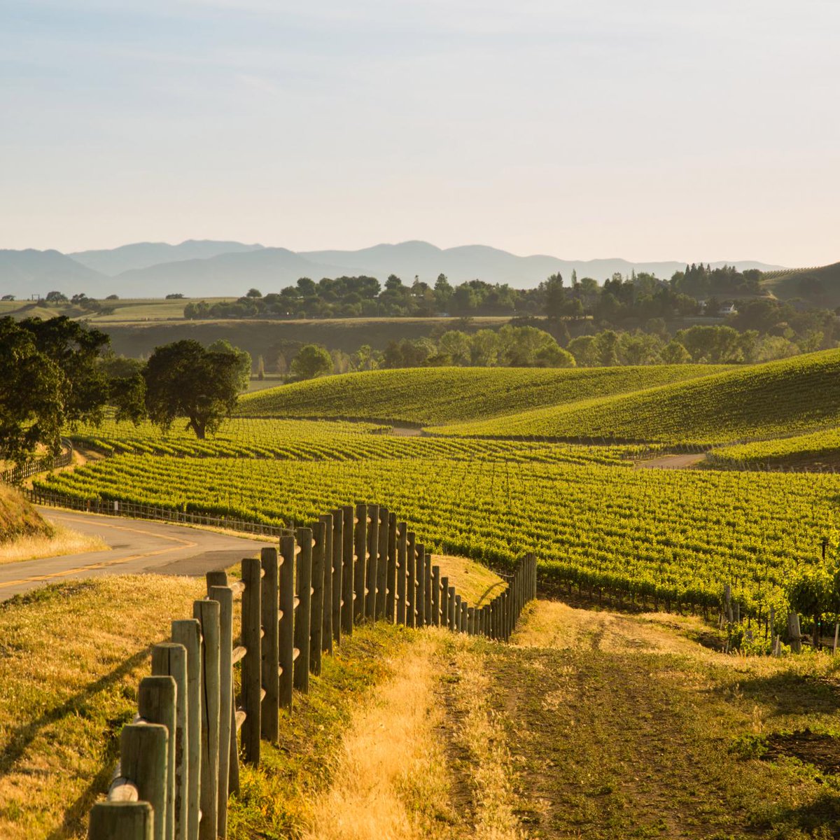 ParadisRetreats's tweet photo. Explore vineyards and wineries in Santa Barbara and enjoy the unique taste of wine and a delightful plethora of food and drinks. 🍾
#ParadiseRetreats #SeeSB #VisitSantaBarbara #SantaBarbara #California #SantaBarbaraWineries #FoodAndDrinks #ThingsToDoInSantaBarbara https://t.co/pBoGd11VOt