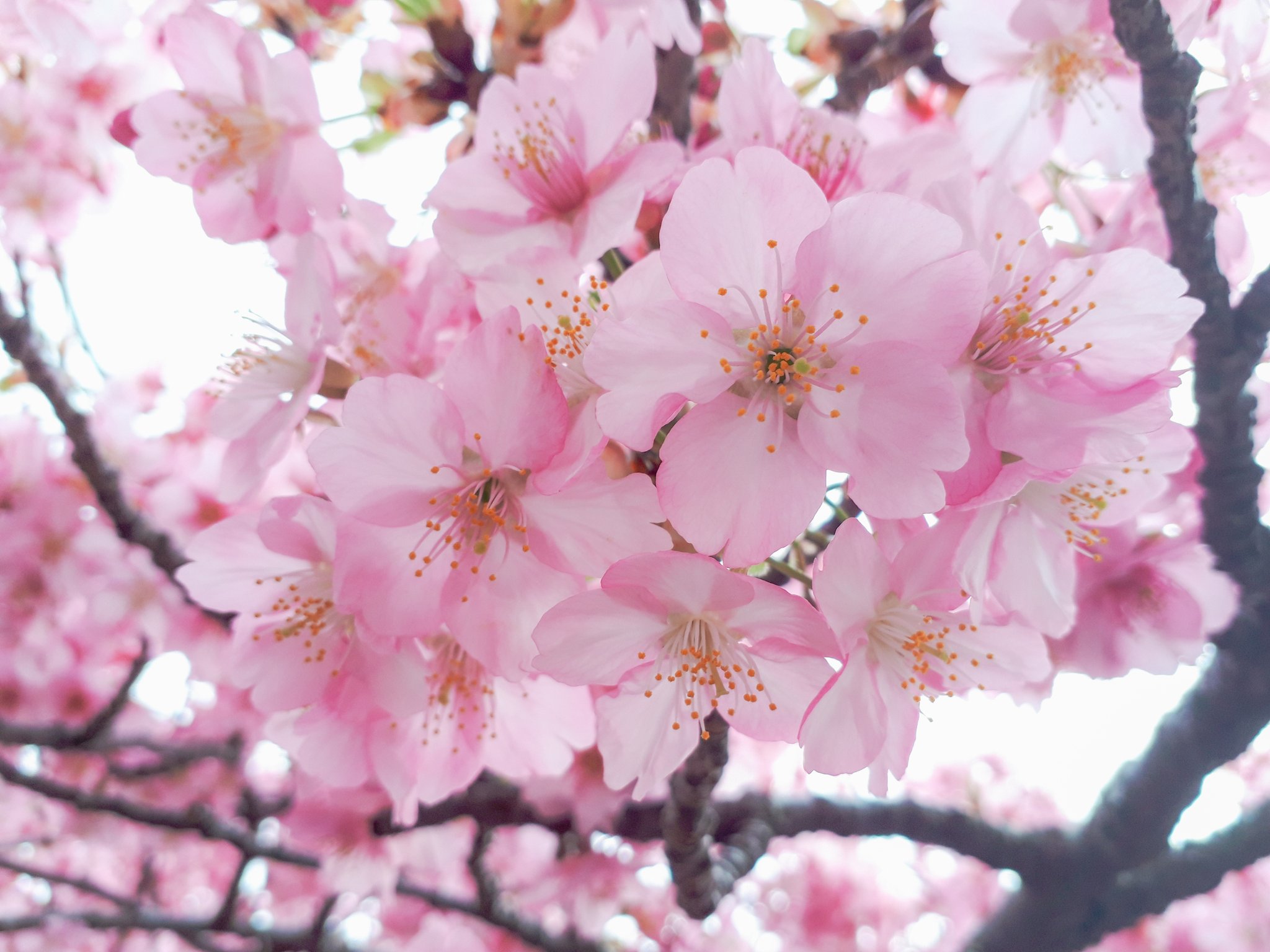 تويتر Tomo على تويتر アマプラで配信中のコナンの映画観てはアクションの凄さに感動し 大山のぶ代さん時代の映画ドラえもん鉄人兵団やブリキの迷宮観ては感動し オーケストラの生演奏の素晴らしさに感動 美しい桜並木を見に行って感動し美味しいものを食べて感動