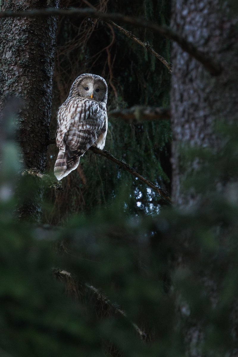 Gm Finally had a chance to watch and photograph the mysterious Ural Owl in the wild🌲🦉 Huge thanks to my friend @ondrejprosicky for showing me around!