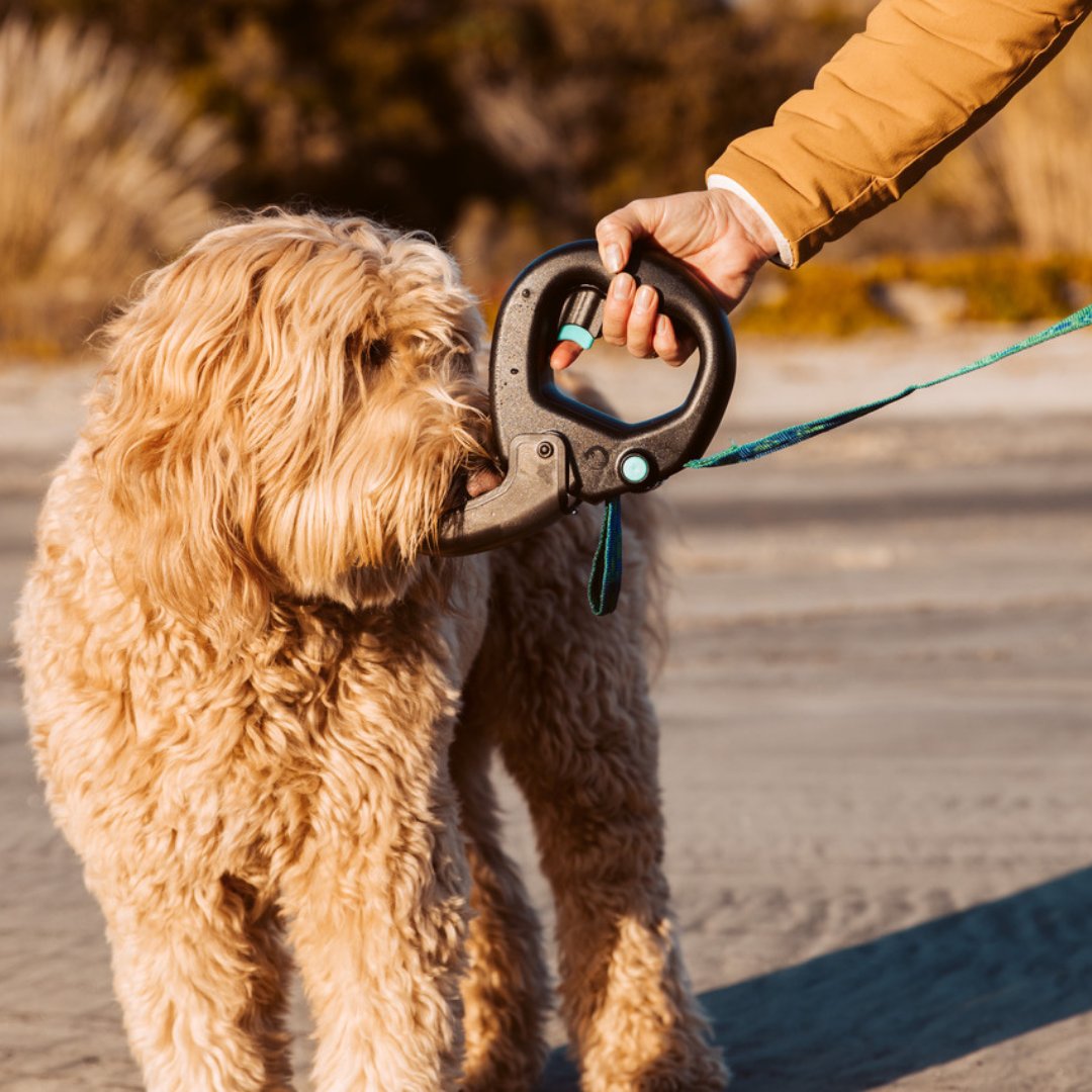 orcacomm's tweet photo. Check out Spleash's 3-in-1 gadget that protects #dogs from thirst, heat, and attacks! 🐾 It's great for when you go on your walks!
#orcacommunicationspr #publicrelationscampaign #socialmediamarketing #socialmedia https://t.co/h5KVHEXfga