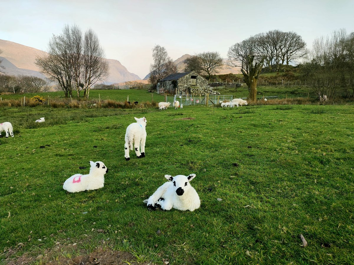 juliapgjones's tweet photo. Are you a professor from anywhere in the world working on environmental issues who wants a nicer quality of life? Consider coming to Bangor (N Wales) for one of these amazing scholarship (5 million to build your team). Get in touch to discuss.
https://t.co/4tkoI1kLXV https://t.co/o9CcS60xgv