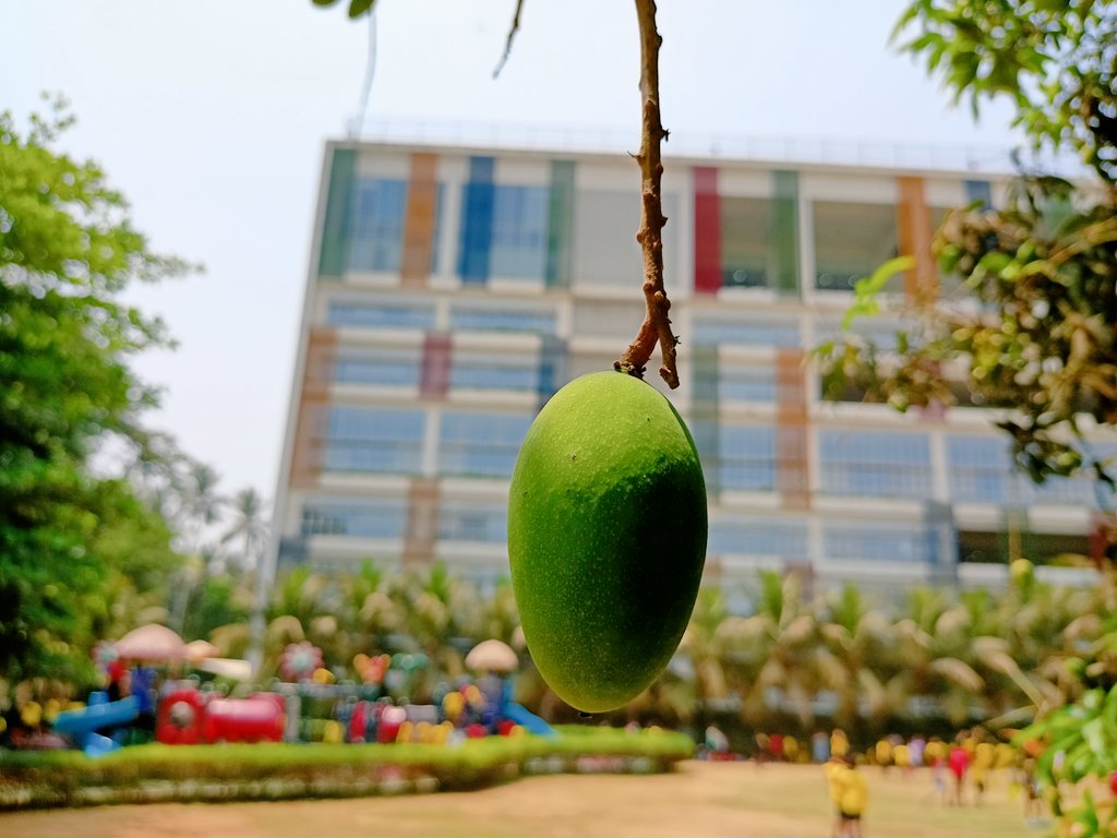 shrirang_joo's tweet photo. Please observe the photo #mango.
Mango are still on the tree.
@oismumbai @ois_primary @ey_ois @OIS_High @ois student are demonstrating Principled, Caring #Ibprofile and self management skill #ATLskill. https://t.co/B4J0RHbnjh
