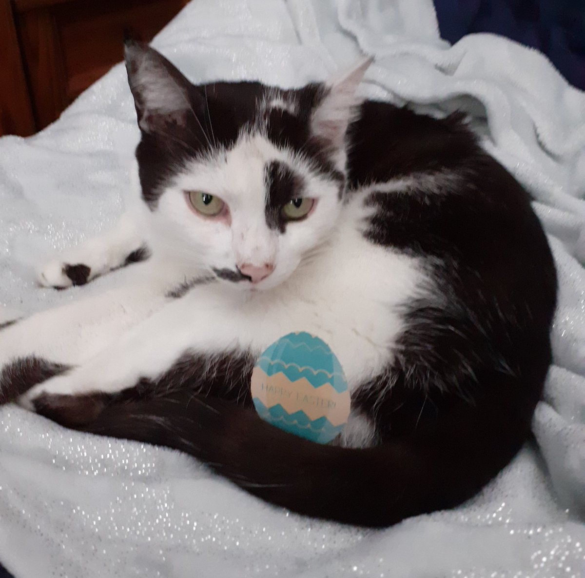 JayneyBarnes's tweet photo. @PetsatHome #VIPEASTER here is Neville just waking up from his nap π΄ https://t.co/UYEhzNnFGD