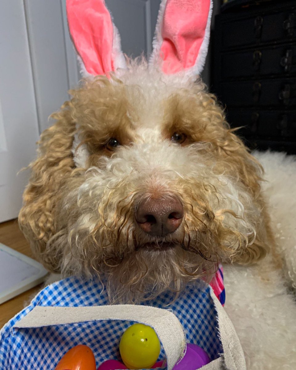 Dooditsbarkley's tweet photo. The Easter bunny? I’m the Easter barkey 😎 https://t.co/15JYXPw1f7