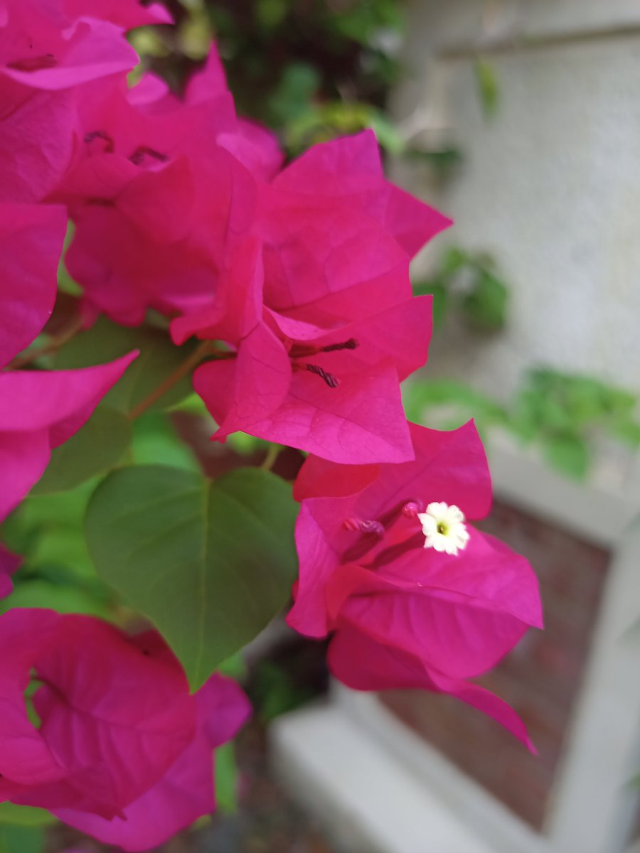 mat_taby's tweet photo. The flower in this Bougainvillea is the white one
The pinkish ones are bracts and those are not flowers but specialized leaves
Since the flowers are small, the brightly colored bracts allow insects to easily navigate the smol flowers for pollination bc the bracts look like petals https://t.co/Wpo4URflNW