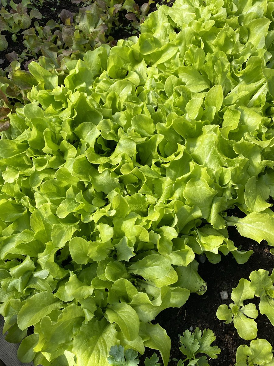 “What should I grow?” is a common question from new veg gardeners. I ask “What are your fridge staples?” Mine include broccoli, cabbage, carrots, onions &amp; greens. But I also love fresh beans, peas, tomatoes, and cukes. Grow what you love to eat &amp; what is $ to buy.