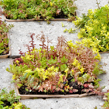 SteenbreekNL's tweet photo. Met kant-en-klare #Sedumtegels wordt het eenvoudig om de straat te vergroenen: een stoeptegel
eruit en vervangen door een bakje met dezelfde afmetingen waarin verschillende Sedumplanten staan.  Op deze wijze wordt ook de #biodiversiteit verhoogd. https://t.co/rlVtsUb2TW https://t.co/dGJk47CCWb