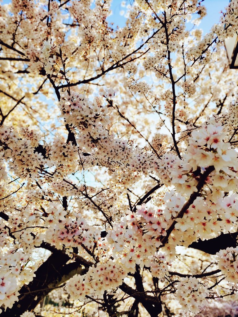 「出掛けたついでにそろそろ終わりそうなので桜見てきました! 」|林子＊C102(土)ス-04abのイラスト