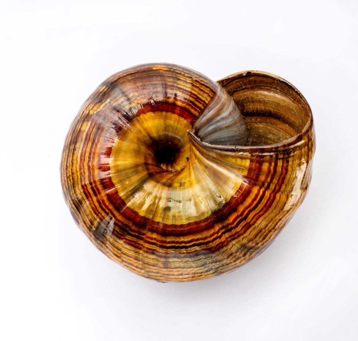 NHM_shells's tweet photo. The amber snail eats earthworms and sucks them up through its mouth just like we eat spaghetti. They are among the largest land snails in the world.
#MolluscMonday
#InterestingShells @NHM_London
#FascinatingShells @UChicagoPress https://t.co/iWO23OT4Gb