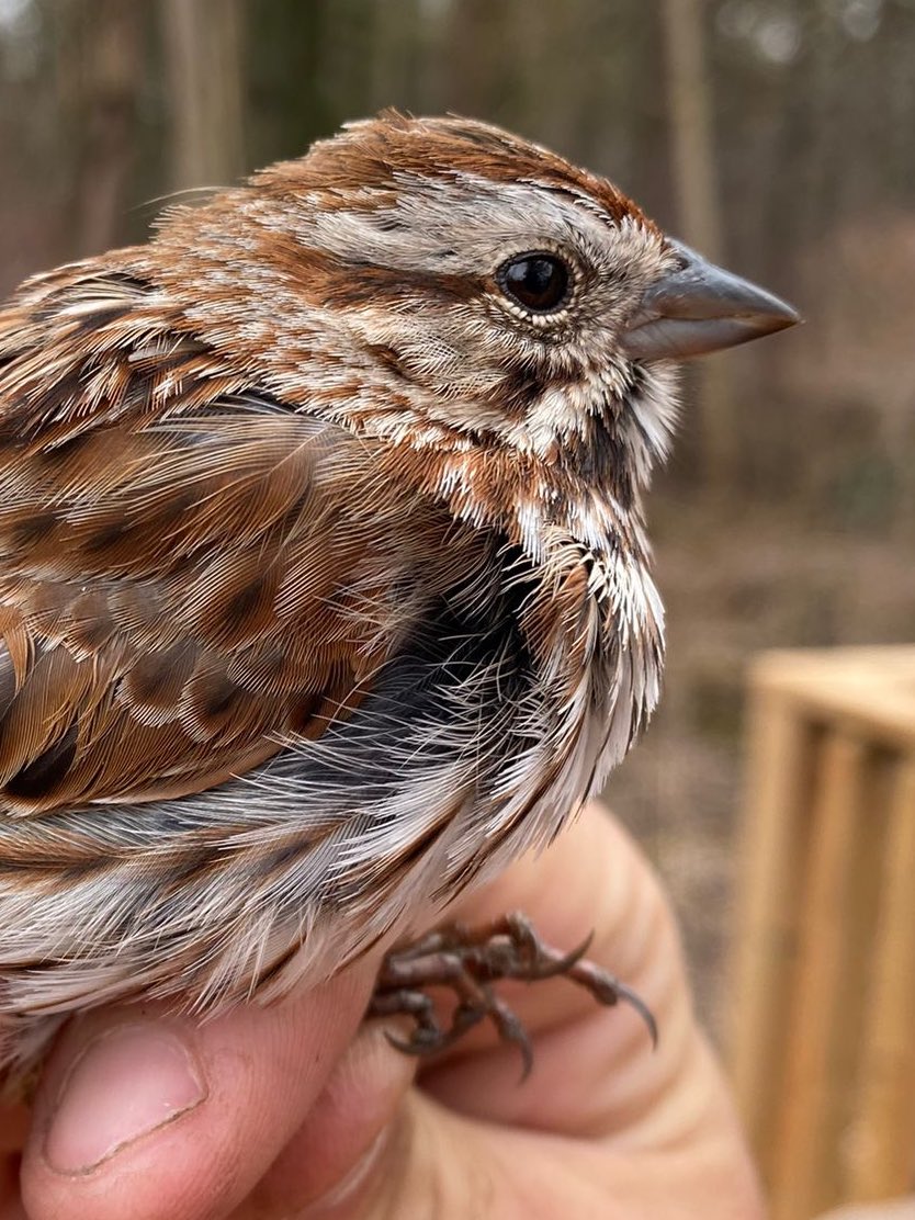 LongPointBirdOb's tweet photo. The first few days of #migration monitoring at @LongPointBirdOb have been cold and very sparrowy. Song Sparrows and Slate-coloured Juncoes are on the move! #birds #LPBO 📷 @ryanleys2 https://t.co/dk3kOVZ9ok