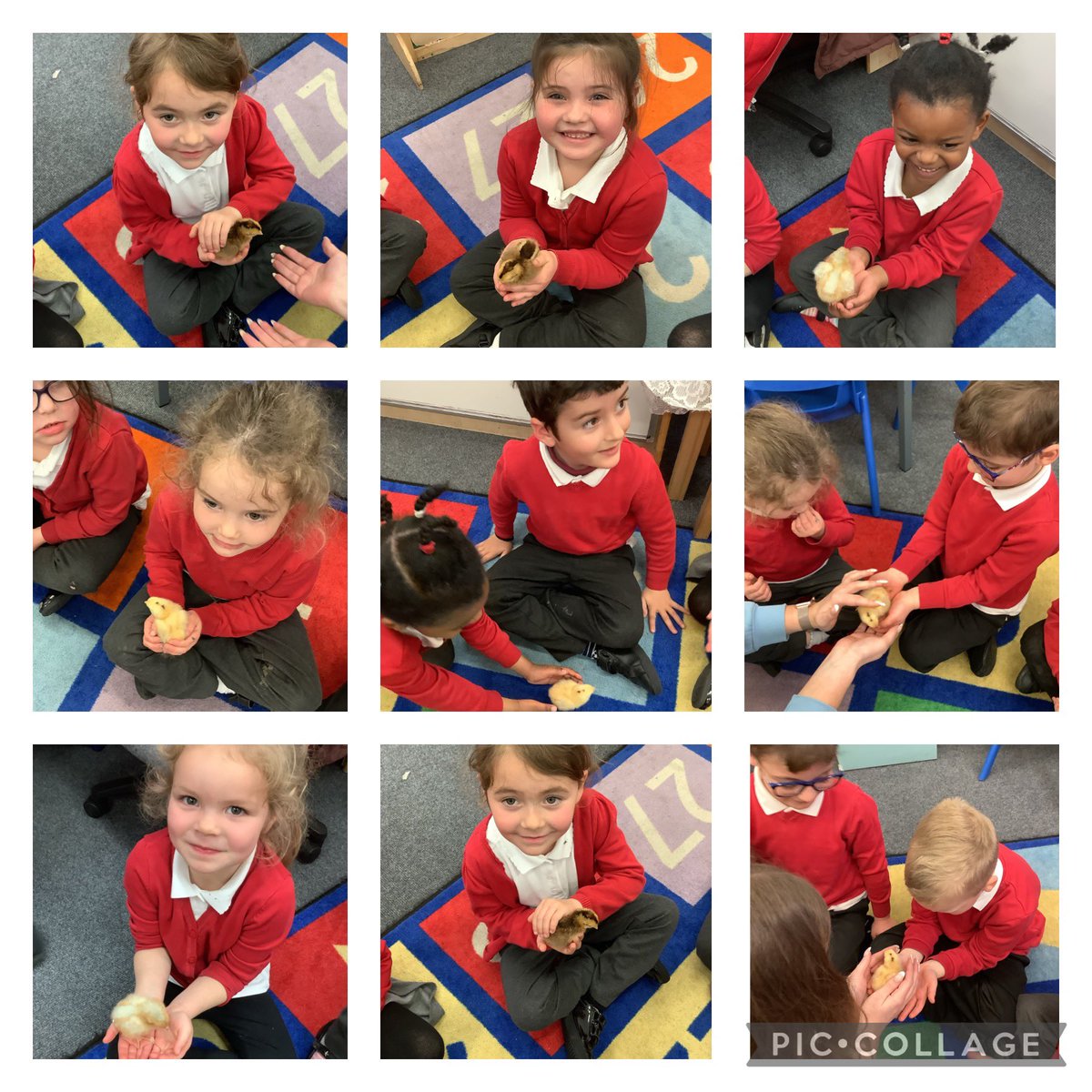Reception enjoyed holding our class chicks on Friday. We have loved having them in our classroom and watching them grow. 🐣
@FallaParkSchool @Miss_Carr_Falla @Mrs_Crellin 
#EYFS #Spring