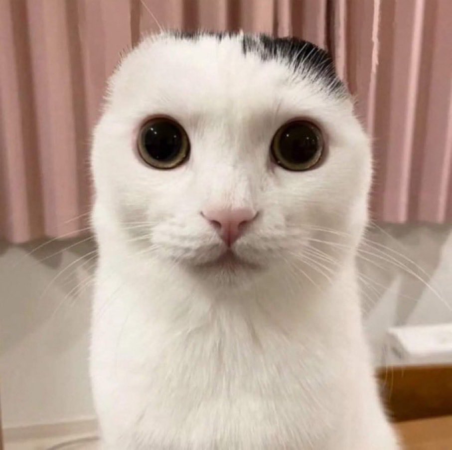 dustbinrat's tweet photo. pls send cats staring https://t.co/LX9q52q3LC