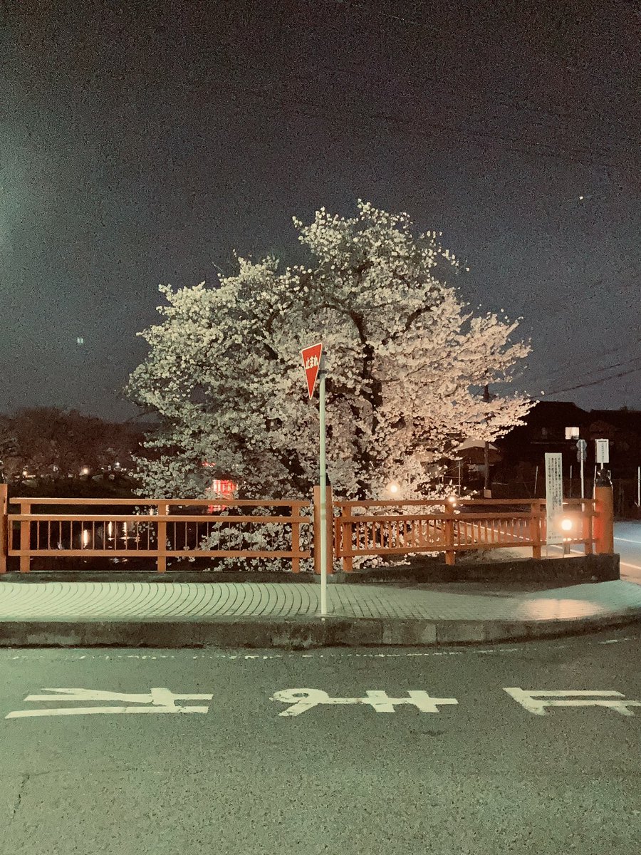 maybe_may_san's tweet photo. さくらの標識🔻 https://t.co/L5tFxTfRbB