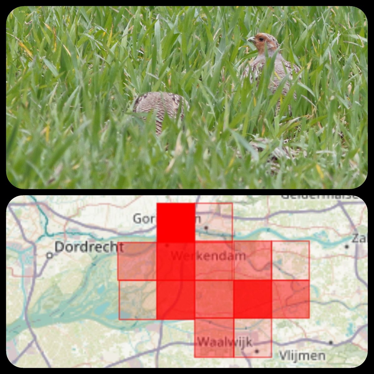 Man Patrijs houd goed toezicht! <a href="/altenatuur/">ALTENATUUR</a> Mooi om ze overal binnen <a href="/AltenaNet/">AltenaNet</a> tegen te komen! #Vogelskijken <a href="/vogelnieuws/">Vogelbescherming NL</a> <a href="/Sovon/">Sovon Vogelonderzoek Nederland</a> @PARTRIDGE_NSR