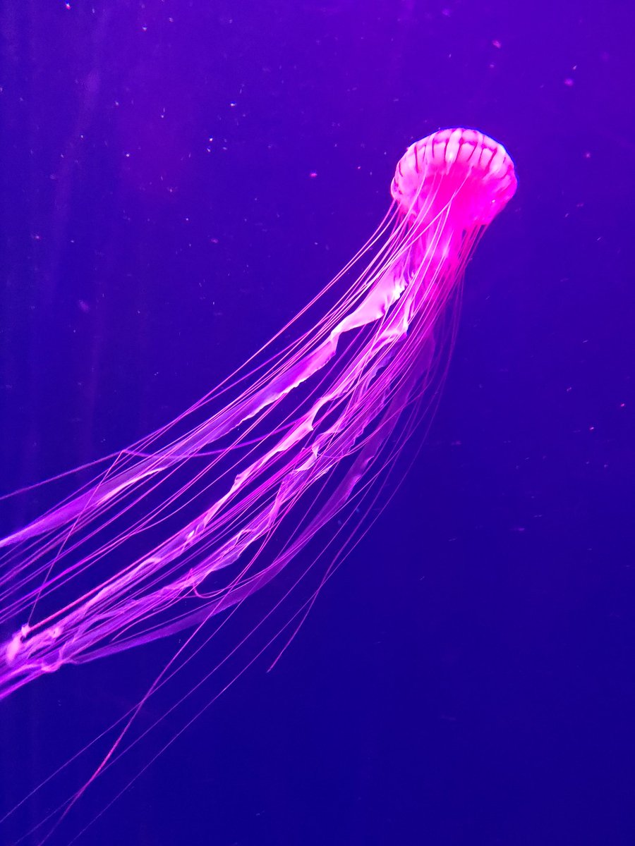 デカイツリーの麓にあるすみだ水族館行ってきた。良かった。料金高め。 