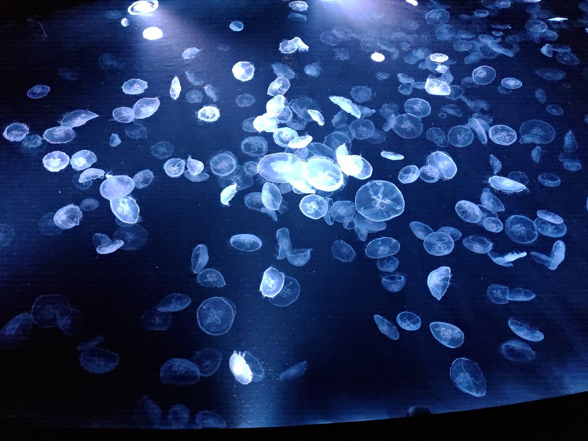 デカイツリーの麓にあるすみだ水族館行ってきた。良かった。料金高め。 