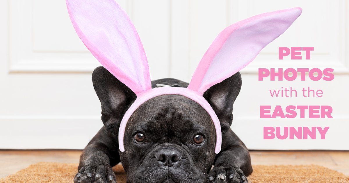 JeffersonMall's tweet photo. Tonight is our last Bunny Pet Night! Bring your furry baby between 4pm-7pm to visit Wendell the bunny in Center Court! 🐾 🐰 🥕 
Learn More: https://t.co/s5RJ571tX8 https://t.co/D5hONrxlj9