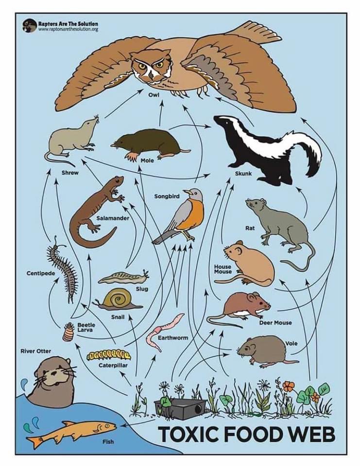 strixvaria's tweet photo. Rat poison and glue traps kill more than rodents. They also kill or catch the hawks, owls and other predators that feed on them. Preventing rodents from getting into your home in the first place will save lives. Here are some helpful tips on how to do it. https://t.co/1rHwpxfFFd