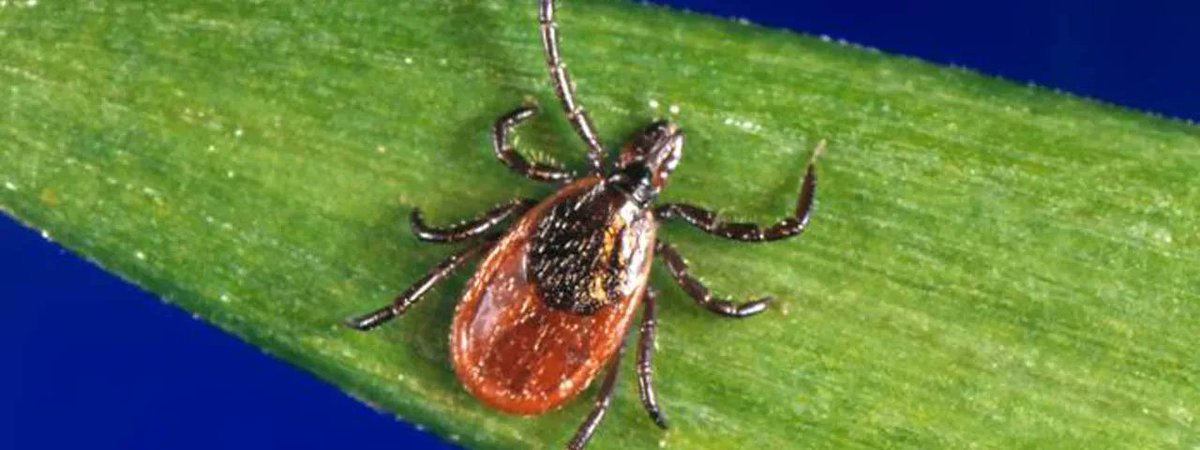 GuernseyCTYHD's tweet photo. Lyme Disease has been increasing due to the increase of the tick population. Due to weather and habitat, ticks have become increasingly overpopulated in our area. Please refer to the link below for more information on Lyme Disease awareness and prevention.
https://t.co/8IyEe1e0tV https://t.co/w3bY6BIRyK