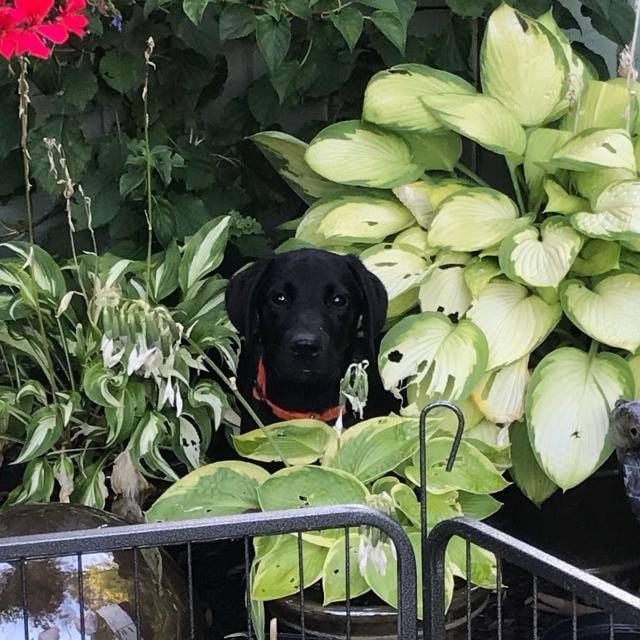 EnglishCottageC's tweet photo. And he'll be 4 in a couple of weeks.... how time flies... https://t.co/nDOWAGugX2