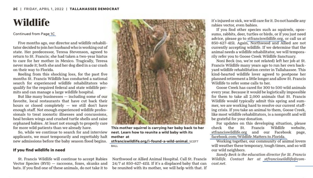strixvaria's tweet photo. St. Francis Wildlife’s inn is full, for now (although we continue to rescue RVS — rabies vector species). Please read education director Sandy Beck’s article in the Tallahassee Democrat to find out why and how you can help wild babies. https://t.co/Eb0rwol0XQ