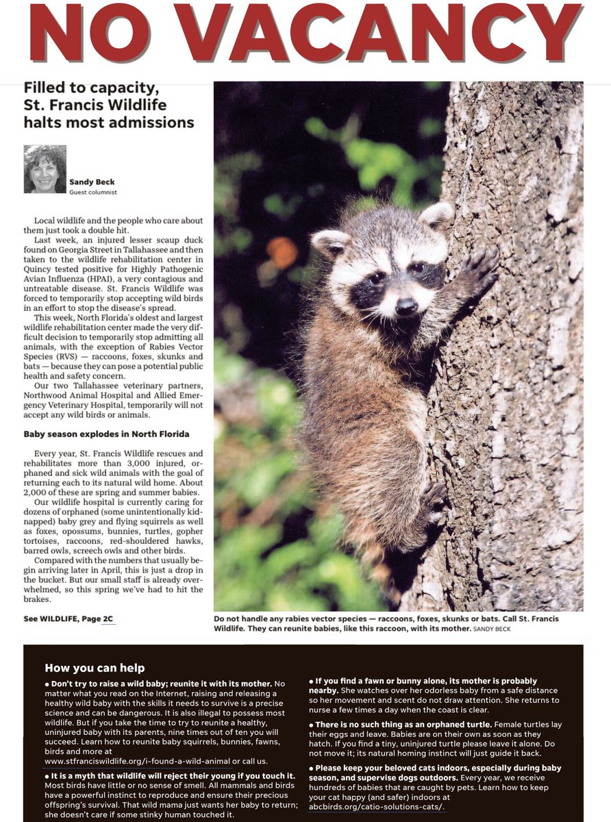 strixvaria's tweet photo. St. Francis Wildlife’s inn is full, for now (although we continue to rescue RVS — rabies vector species). Please read education director Sandy Beck’s article in the Tallahassee Democrat to find out why and how you can help wild babies. https://t.co/Eb0rwol0XQ