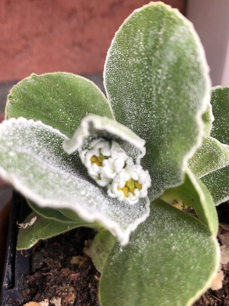 Special effects with the Auricula ‘Monk’. #primulaauricula #auricula