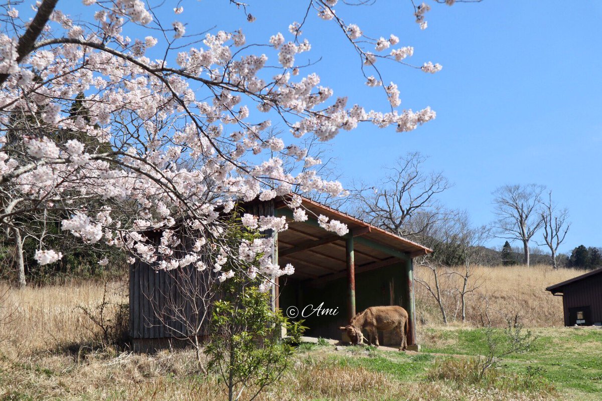 amiami594's tweet photo. カンペイくんの所の桜も綺麗です🌸🌸（4/1）
#秋吉台サファリランド #カンペイ #akiyosidaisafariland #asinus #Linnaeus https://t.co/9uC1UNikle