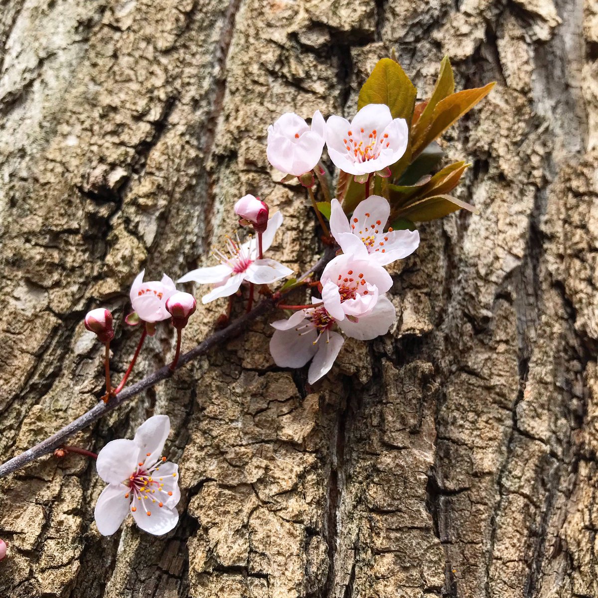 SweMetalChef's tweet image. The unstoppable force of spring! \m/ #unstoppable #force #spring #nature #power #beauty