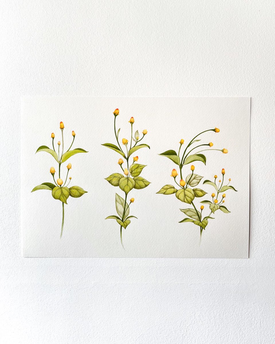 gabrieladassio's tweet photo. Jambu – pintura em aquarela e lápis de cor 
Estudo para tattoo 🌿 https://t.co/QQ6qjo6ete