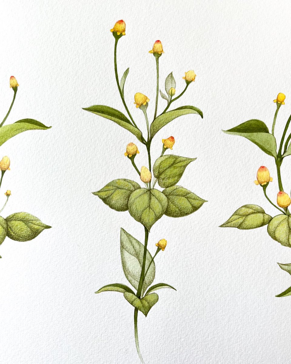 gabrieladassio's tweet photo. Jambu – pintura em aquarela e lápis de cor 
Estudo para tattoo 🌿 https://t.co/QQ6qjo6ete