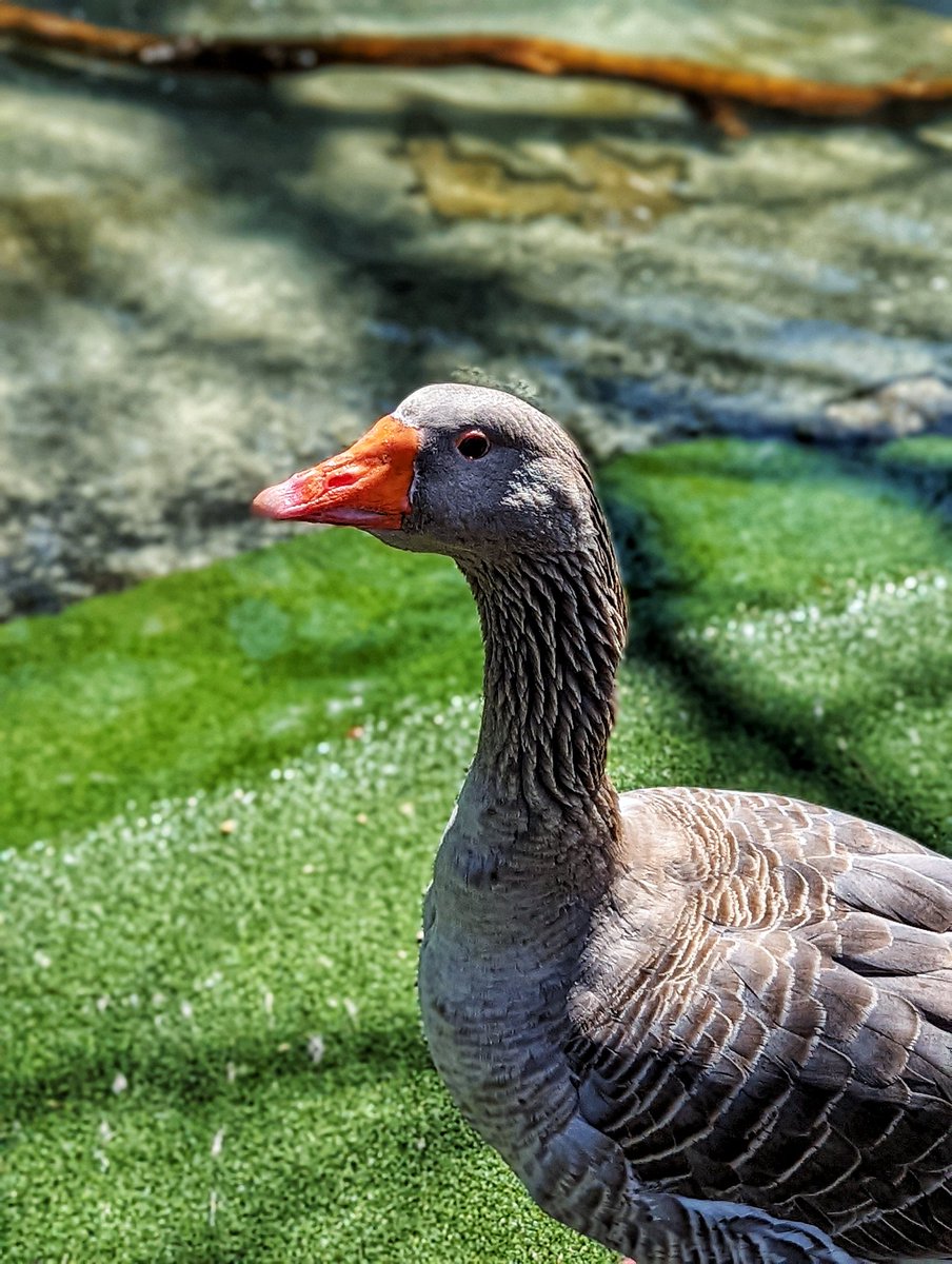iamwaynegilbert's tweet photo. #MondayMorning #LetsGetQuacking #IKidYouNot #GOAT๐ต @thequeenszoo #Photography ๐ท #Pixel6Pro # https://t.co/woftNTJSjC
