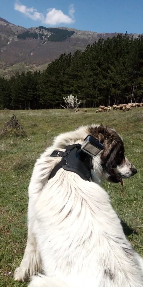 DacianLycan's tweet photo. Sheepdog with a Movie Camera. Read the story behind the photo:
https://t.co/7q6aAuw7Qy
#NFT #NFTs  #nftphotographer #nftphotograph #NFTphotos #wildlifephotography #MetaverseNFT #NFTProject #rarible #rarenfts #behindTheScenes #Cryptoart #nftcollectables https://t.co/mWP50xFpt8