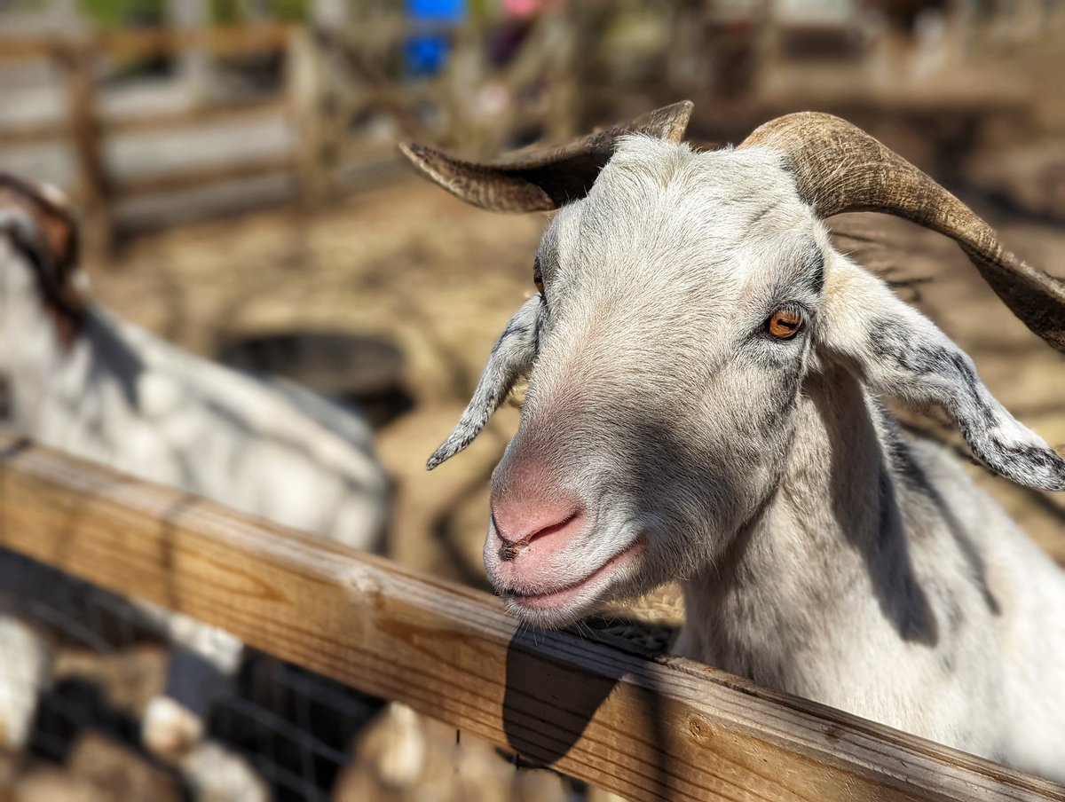 iamwaynegilbert's tweet photo. #MondayMorning #LetsGetQuacking #IKidYouNot #GOAT๐ต @thequeenszoo #Photography ๐ท #Pixel6Pro # https://t.co/woftNTJSjC