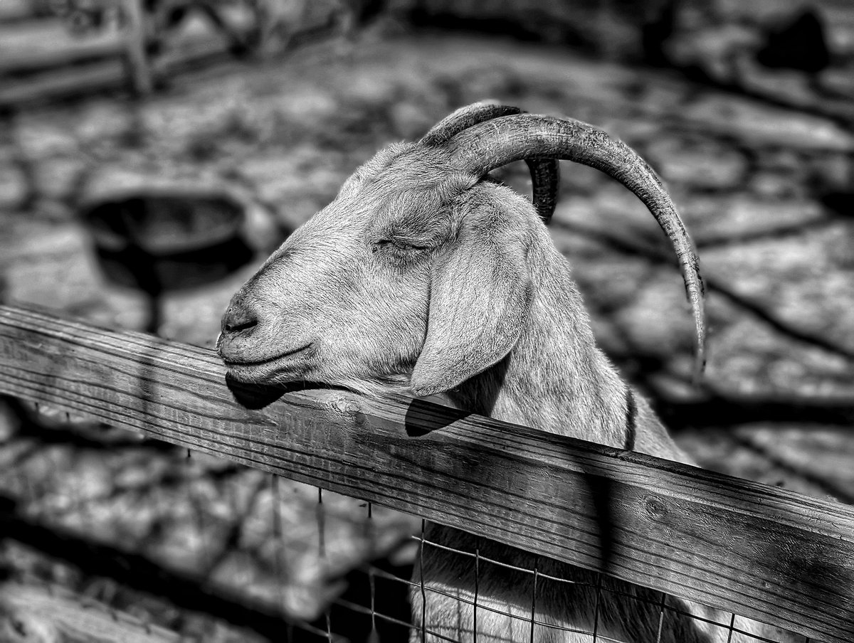 iamwaynegilbert's tweet photo. #MondayMorning #LetsGetQuacking #IKidYouNot #GOAT๐ต @thequeenszoo #Photography ๐ท #Pixel6Pro # https://t.co/woftNTJSjC